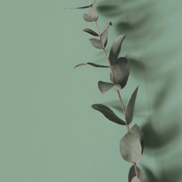 The Growth Journal