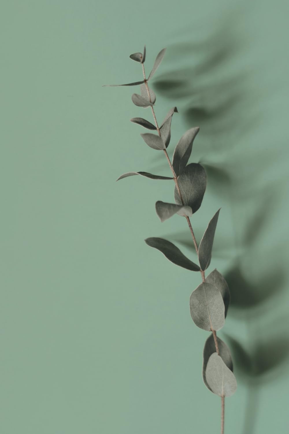 51S2A29pU3L._SL1499_.jpg The Growth Journal - Image 1