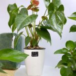 OJYUDD 8 Pack 4 Inch Self Watering Plastic Planter with Inner Pot White Flower Plant Pot,Modern Decorative Flower Pot for All House Plants,Flowers,Herbs,African Violets - Image 7