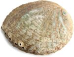 Abalone Shell Smudging Bowl Seashell Incense Burner, 5-6 Inches - Image 2
