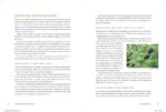 The Modern Herbal Dispensatory: A Medicine-Making Guide - Image 4