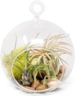 Stunning Flat Bottom Globe Terrarium Kit with Small Assorted Air Plants, Beige Stones and Moss Plant Terrarium - Live Tillandsia Air Plants Holder–Glass Terrariums for Plants and Succulents