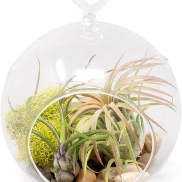 Stunning Flat Bottom Globe Terrarium Kit with Small Assorted Air Plants, Beige Stones and Moss Plant Terrarium - Live Tillandsia Air Plants Holder–Glass Terrariums for Plants and Succulents