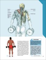 The Strength Training Anatomy Workout: Starting Strength with Bodyweight Training and Minimal Equipment - Image 3