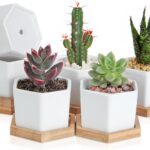 OAMCEG 6 Pack 4 Inch Succulent Pots - Small Succulent Planters, Set of 6 White Ceramic Succulent Cactus Plant Pots with Bamboo Tray(Plants NOT Included)