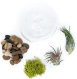 Stunning Flat Bottom Globe Terrarium Kit with Small Assorted Air Plants, Beige Stones and Moss Plant Terrarium - Live Tillandsia Air Plants Holder–Glass Terrariums for Plants and Succulents - Image 3