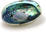 Ocean Shell Studios 5-6 inches Premium Natural Abalone (Pāua) Shell for Smudging, Cleansing Home, Meditation, Shell Crafts,Incense Holder, Home Décor, 100% Natural, Sustainable.