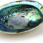 Ocean Shell Studios 5-6 inches Premium Natural Abalone (Pāua) Shell for Smudging, Cleansing Home, Meditation, Shell Crafts,Incense Holder, Home Décor, 100% Natural, Sustainable.