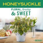 MRS. MEYER'S CLEAN DAY Liquid Dish Soap Refill, Biodegradable Formula, Honeysuckle, 48 fl. oz - Image 3