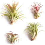 Shop Succulents | Good Juju Tropical Tillandsia Air Plant Kit, Hand Selected Variety 4 Pack