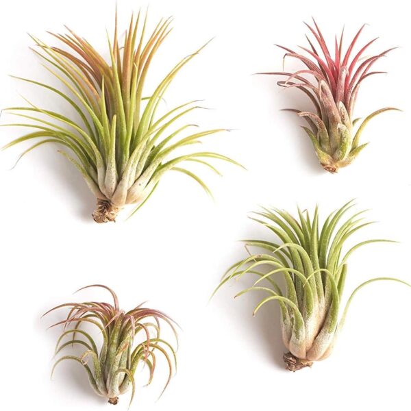 Shop Succulents | Good Juju Tropical Tillandsia Air Plant Kit, Hand Selected Variety 4 Pack