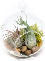 Stunning Flat Bottom Globe Terrarium Kit with Small Assorted Air Plants, Beige Stones and Moss Plant Terrarium - Live Tillandsia Air Plants Holder–Glass Terrariums for Plants and Succulents - Image 2