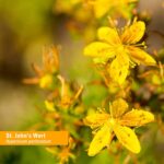 Herb Pharm St. John's Wort Liquid Extract for Positive Mood and Emotional Balance, Cane Alcohol, 4 Ounce - Image 3