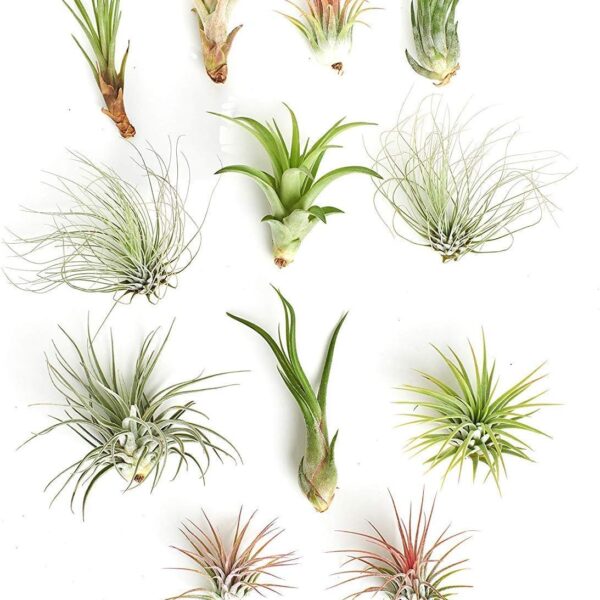 Shop Succulents | Assorted Collection of Tropical Tillandsia Air Plant Kit, Hand Selected Variety Pack | Collection of 12
