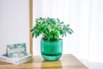 Melphoe 2 Pack Self Watering Hanging Planters Indoor Flower Pots, 6.5 Inch Outdoor Hanging Basket, Plant Hanger with 3Hooks Drainage Holes for Garden Home (Emerald) - Image 3