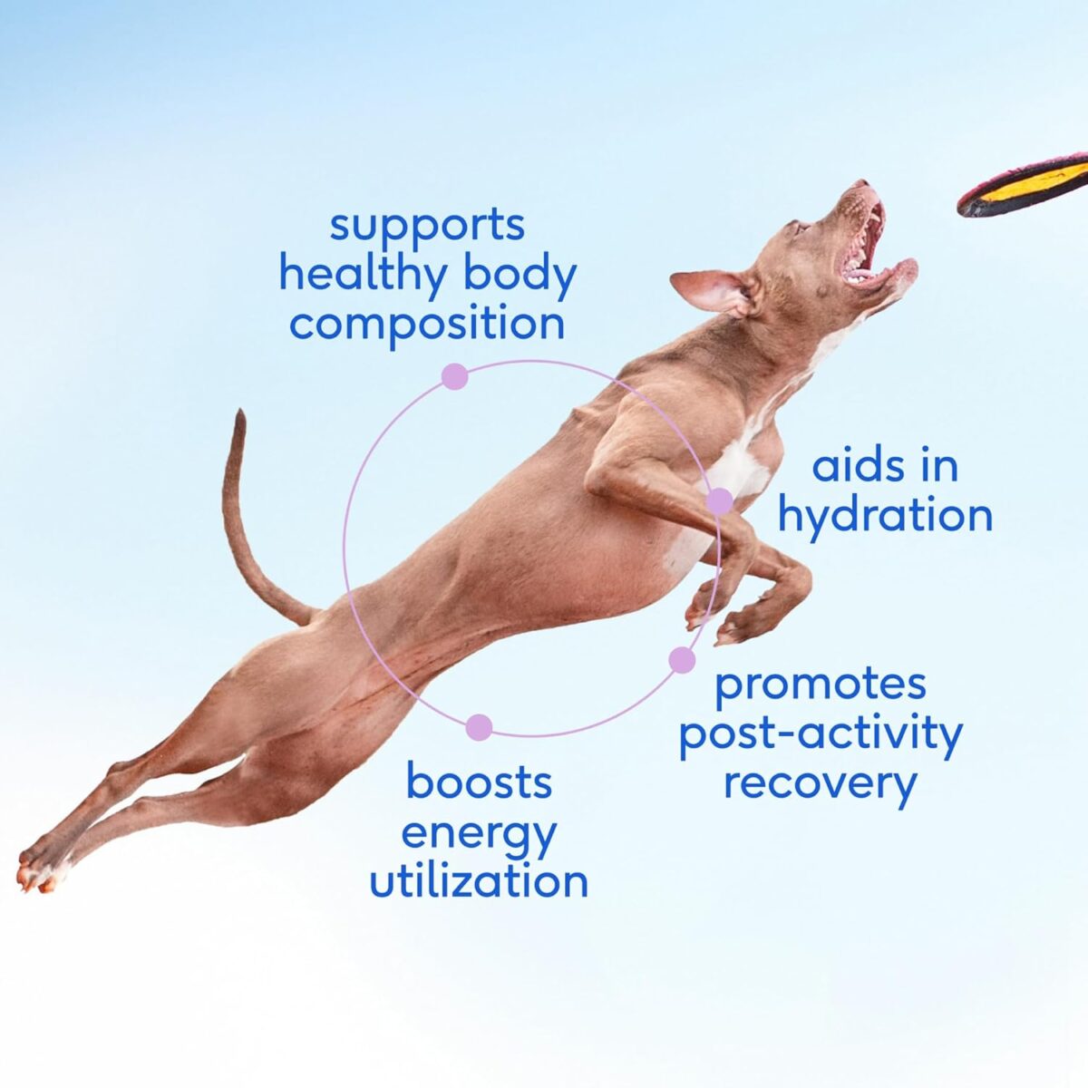 Native Pet Goat Milk for Dogs - Organic Goat Milk Powder for Dogs and Cats - Puppy Formula Dairy Replacement Packed with Protein & Vitamins for Immunity, Recovery & Growth for Active Pups - 60 Scoops - Image 3