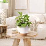 5Pack Self Watering Plant Pots for Lazy People, 7/6.5/6/5.5/5 Inch,White Plastic Self Watering Planter for All Houseplants,Succulent, African Violets,Snake Plants, Flowers and Cactus - Image 5