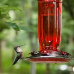 Kingsyard Glass Hummingbird Feeder for Outdoors Wild Bird Feeder with 6 Feeding Ports Hanging for Garden Yard, Red (Ant Moat Included) - Image 2
