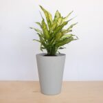 Bloem Tall Finley Tapered Round Planter: 14" - Cement - Matte Textured Finish, 100% Recycled Plastic Pot, for Indoor and Outdoor Use, Gardening, 4 Gallon Capacity - Image 2