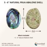 Ocean Shell Studios 5-6 inches Premium Natural Abalone (Pāua) Shell for Smudging, Cleansing Home, Meditation, Shell Crafts,Incense Holder, Home Décor, 100% Natural, Sustainable. - Image 2