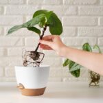 5Pack Self Watering Plant Pots for Lazy People, 7/6.5/6/5.5/5 Inch,White Plastic Self Watering Planter for All Houseplants,Succulent, African Violets,Snake Plants, Flowers and Cactus - Image 6