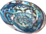 Abalone Shell Smudging Bowl Seashell Incense Burner, 5-6 Inches