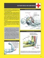 Strength Training Anatomy - Image 2