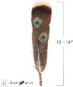 Activate Smudge Feather, Turkey and Peacock, Unique Homecrafted Energy Cleansing Clearing Spiritual Practice House Smudging - Sage, White Sage - 1 Count - 1 Feather - 1 Set - 1 Piece - Image 2