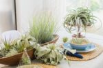 Stunning Flat Bottom Globe Terrarium Kit with Small Assorted Air Plants, Beige Stones and Moss Plant Terrarium - Live Tillandsia Air Plants Holder–Glass Terrariums for Plants and Succulents - Image 5