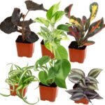 Easy to Grow Houseplants (Pack of 6), Live House Plants in Containers, Growers Choice Plant Set in Planters with Potting Soil Mix, Home Décor Planting Kit or Outdoor Garden Gifts by Plants for Pets