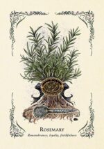 The Green Witch's Oracle Deck: Embrace the Wisdom and Insight of Natural Magic (Green Witch Witchcraft Series) - Image 9