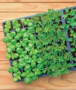 Burpee Greenhouse Indoor Starting Herbs, Flowers and Vegetables | Includes Dome, Watering, Seed Starter Tray, Coir Pellets | 10" W x 20" L x 5" H, One Size, 1 Kit (72 Cells) - Image 6
