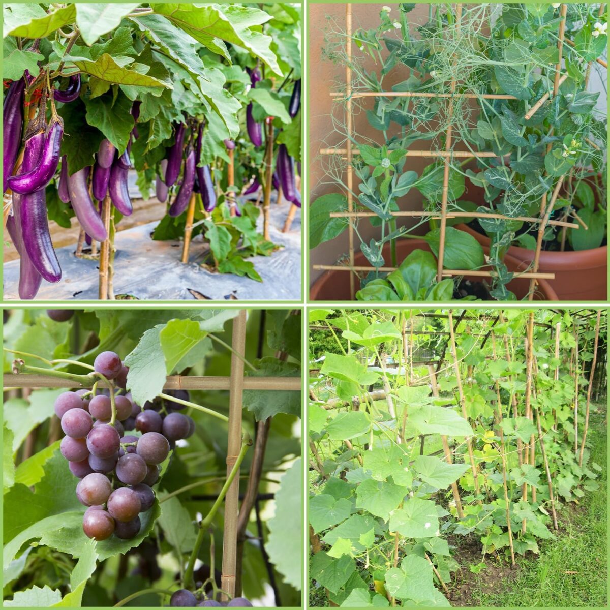 Plant Stakes,4FT Longer Sturdy Natural Bamboo Garden Stakes,GAGINANG 25Pcs Bamboo Sticks Trellis Support for Tomato, Vegetables Beans Trees Climbing Plants - Image 6