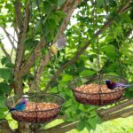 FLINTER 2 Pack Hanging Bird Feeder for Garden Yard Outside - Metal Mesh Platform Tray for Attracting Birds Outdoors - Image 6