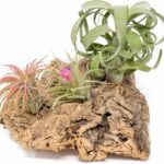 Air Plant Shop Medium Tabletop Cork Bark Display with 3 Tillandsia Air Plants - Wholesale and Bulk - Succulents - Live Tillandsia - Easy Care Indoor and Outdoor House Plants