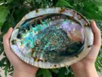 Abalone Shell, Seashell Incense Burner, Smudge Bowl for Holding Smudge Sticks, Incense, Crafts, Display, Jumbo - 7" to 8"