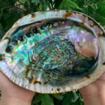 Abalone Shell, Seashell Incense Burner, Smudge Bowl for Holding Smudge Sticks, Incense, Crafts, Display, Jumbo - 7" to 8"