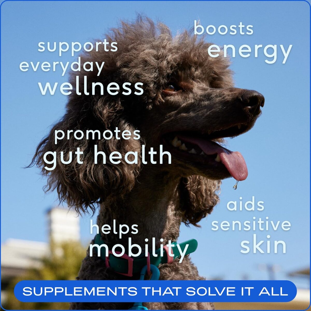 Native Pet Dog Vitamins & Supplements - 60 Scoops - 11-in-1 Multivitamin for Dogs with 21 Supplements & Vitamins – Nutritious Food Topper Powder - Pet Health & Puppy Essentials - 60 Scoops - Image 7