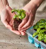 Burpee SuperSeed Seed Starting Tray | 36 Cell Reusable Seed Starter Tray | for Starting Vegetable, Flower & Herb Seeds | Indoor Grow Kit for Plant Seedlings | for Germination Success - Image 11