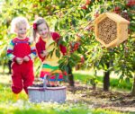 Mason Bee House Native Bee Hive Hexagon Bee House Natural Handmade Wooden Mason Bee Box Habitat Home Hotel with Bamboo Tubes -Attracts Peaceful Bee Pollinators to Enhance Your Garden's Productivity - Image 6
