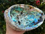 Abalone Shell, Seashell Incense Burner, Smudge Bowl for Holding Smudge Sticks, Incense, Crafts, Display, Jumbo - 7" to 8" - Image 4