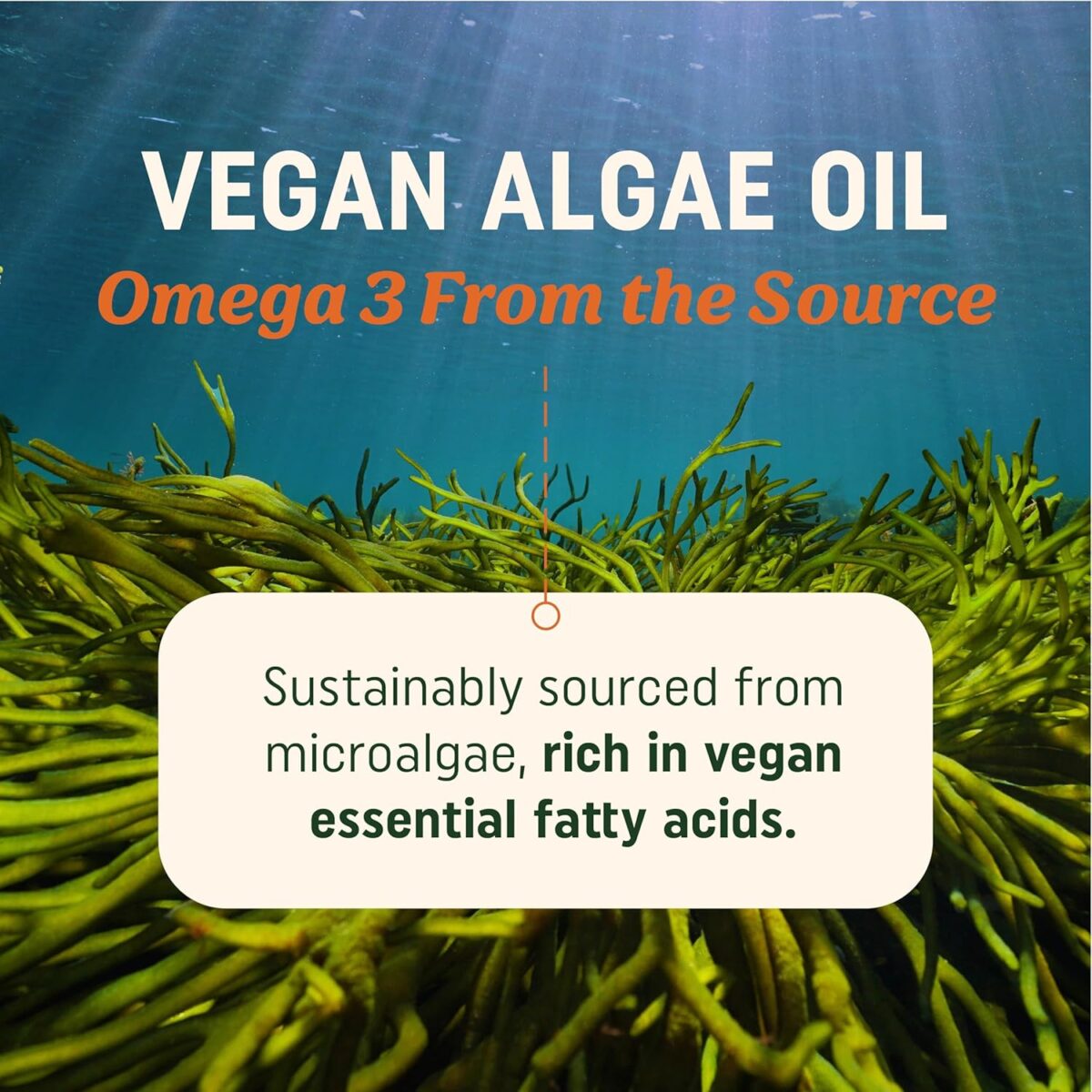 Vegan Omega 3 Algae Oil | Plant Based DHA EPA | Sustainably Sourced, No Carrageenan, Non GMO | Heart, Brain, and Eye Health | Fish Oil Alternative | Algae Omega 3 Supplement | 60 Softgel Capsules - Image 2
