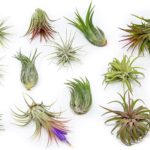 12 Pack Assorted Ionantha Air Plants - Wholesale and Bulk - Succulents - Live Tillandsia - Easy Care Indoor and Outdoor House Plants