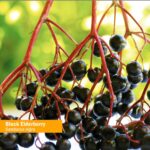 Herb Pharm Kids Certified-Organic Alcohol-Free Black Elderberry Glycerite Liquid Extract, 1 Ounce (GLKELD01) - Image 3