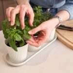 KIBAGA Beautiful Herb Garden Planter Indoor Set of 3 - Perfect for Any Kitchen Window Sill or Countertop - A Modern Decor Gardening Planter Kit Incl. Tray & Drainage Holes to Grow Fresh Herbs at Home - Image 4