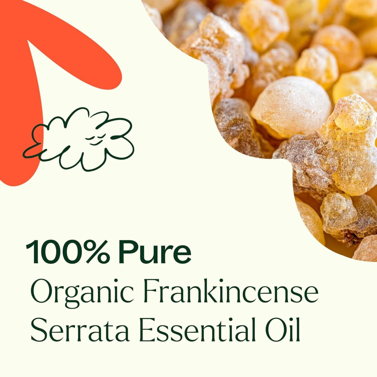 Plant Therapy Organic Frankincense Serrata Essential Oil 100% Pure, USDA Certified Organic, Undiluted, Natural Aromatherapy, Therapeutic Grade 10 mL (1/3 oz) - Image 6