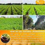 60 Tea Bags - Anti-Inflammaheb Loose Leaf Tea, 100% Natural from Ginger, Turmeric, Peppermint, Black Pepper, Cinnamon. Made with Natural Material Tea Bags. No Sugar, No Caffeine, No Gluten, Vegan. (60 Tea Bags) - Image 4