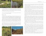 Edible Wild Plants: A North American Field Guide to Over 200 Natural Foods - Image 7