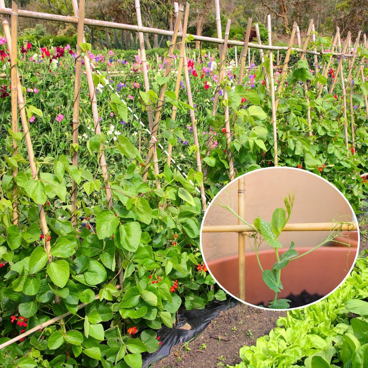Plant Stakes,4FT Longer Sturdy Natural Bamboo Garden Stakes,GAGINANG 25Pcs Bamboo Sticks Trellis Support for Tomato, Vegetables Beans Trees Climbing Plants - Image 3