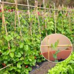 Plant Stakes,4FT Longer Sturdy Natural Bamboo Garden Stakes,GAGINANG 25Pcs Bamboo Sticks Trellis Support for Tomato, Vegetables Beans Trees Climbing Plants - Image 3